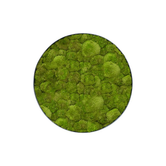 MuffleMoss Circle | Wall Panel - Bun