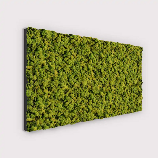 Muffle Acoustics Limited - MuffleMoss Rectangle - Reindeer Moss Wall Panel - Muffle Acoustics Limited 