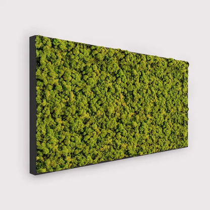  - MuffleMoss Rectangle - Reindeer Moss Wall Panel - Muffle Acoustics Limited 