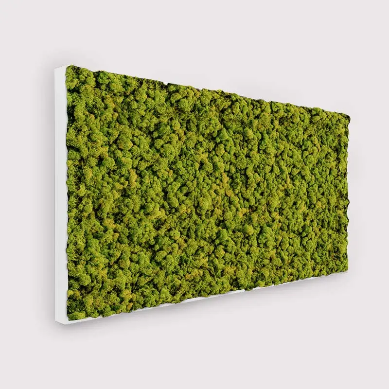  - MuffleMoss Rectangle - Reindeer Moss Wall Panel - Muffle Acoustics Limited 