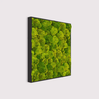  - MuffleMoss Square - Bun Moss Wall Panel - Muffle Acoustics Limited 