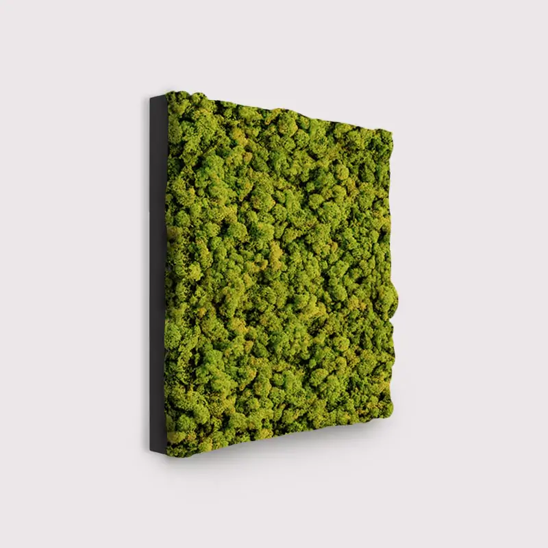 Muffle Acoustics Limited - MuffleMoss Square - Reindeer Moss Wall Panel - Muffle Acoustics Limited 