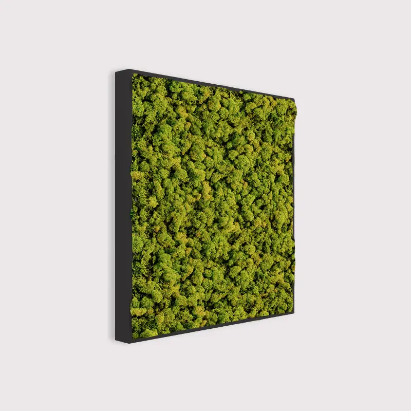  - MuffleMoss Square - Reindeer Moss Wall Panel - Muffle Acoustics Limited 