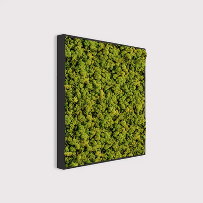  - MuffleMoss Square - Reindeer Moss Wall Panel - Muffle Acoustics Limited 