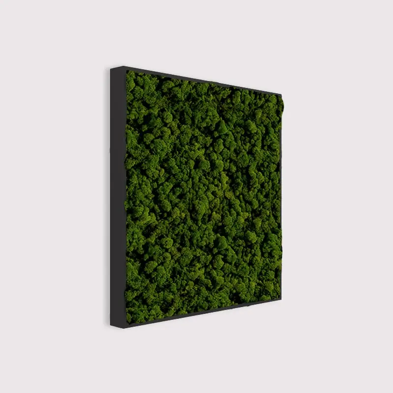  - MuffleMoss Square - Reindeer Moss Wall Panel - Muffle Acoustics Limited 