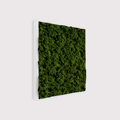  - MuffleMoss Square - Reindeer Moss Wall Panel - Muffle Acoustics Limited 